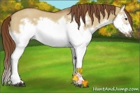 Horse Color:Red Dun Roan Splash Frame Rabicano 