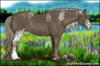 Horse Color:White Spotted Chocolate Palomino Rabicano