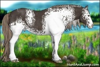Horse Color:White Spotted Liver Chestnut Rabicano 