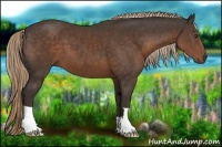 Horse Color:Liver Chestnut 