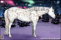 Horse Color:Palomino Splash Appaloosa 
