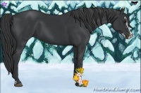 Horse Color:Black Sabino 