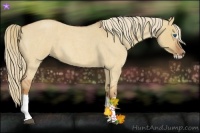 Horse Color:Red Dun Roan Splash Frame Rabicano 