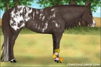 Horse Color:Liver Chestnut Sabino Splash Blanket  and Liver Chestnut Sabino Splash Blanket 