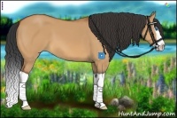 Horse Color:Bay Dun Splash 