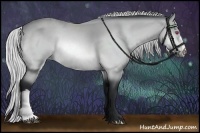 Horse Color:Silver Bay Chinchilla 