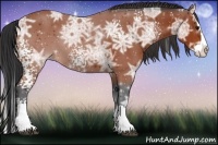 Horse Color:White Spotted Bay Ice Sabino Splash 