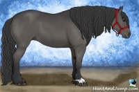 Horse Color:Black 