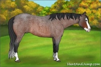 Horse Color:Bay Roan Splash