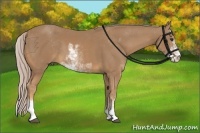 Horse Color:Palomino Sabino