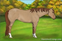 Horse Color:Red Dun Roan 