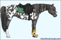 Horse Color:Grullo Near Leopard 