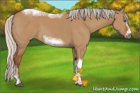 Horse Color:Silver Bay Dun Sabino Tobiano Frame Rabicano 