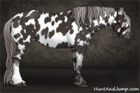 Horse Color:Liver Chestnut Appaloosa 