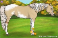 Horse Color:Silver Bay Dun Sabino Tobiano Frame Rabicano 