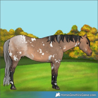 Horse Color:White Spotted Bay Dun