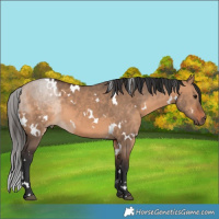 Horse Color:White Spotted Bay Dun 