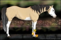 Horse Color:Bay Dun Splash 