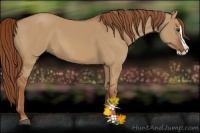 Horse Color:Red Dun Splash 