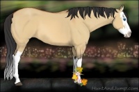 Horse Color:Bay Dun Splash 