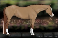 Horse Color:Red Dun Splash 