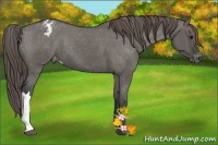 Horse Color:Grullo Appaloosa
