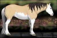 Horse Color:Bay Dun Splash 