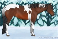 Horse Color:Bay Tobiano 