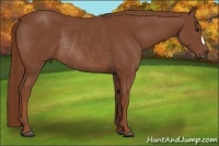 Horse Color:Chestnut Rabicano 