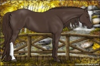 Horse Color:Liver Chestnut 