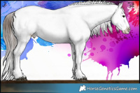 Horse Color:Brown Splash Appaloosa 