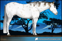 Horse Color:White Spotted Buckskin Dun Sabino Splash 