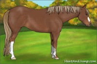 Horse Color:Chestnut 