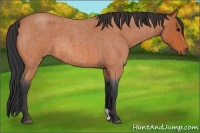 Horse Color:Bay Roan Rabicano