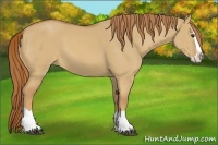 Horse Color:Red Dun Splash