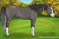 Horse Color:Grullo Splash 