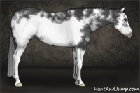 Horse Color:White Spotted Smoky Black Splash Frame 