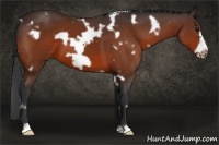 Horse Color:White Spotted Bay Frame