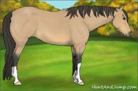 Horse Color:Buckskin Roan 