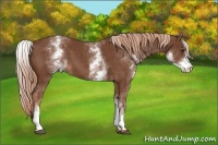 Horse Color:White Spotted Chestnut 
