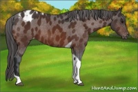 Horse Color:Bay Tobiano Appaloosa 