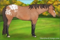 Horse Color:Bay Appaloosa 