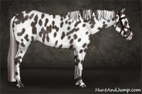 Horse Color:Liver Chestnut Appaloosa 