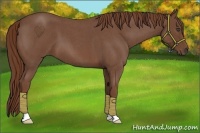 Horse Color:Red Roan 