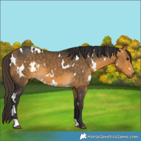 Horse Color:White Spotted Buckskin 