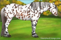 Horse Color:Bay Appaloosa