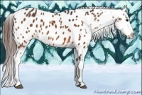 Horse Color:Bay Appaloosa 