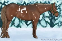 Horse Color:White Spotted Liver Chestnut