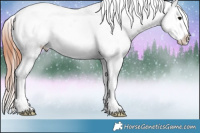 Horse Color:Bay Onyx Appaloosa