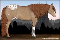 Horse Color:Chestnut Appaloosa